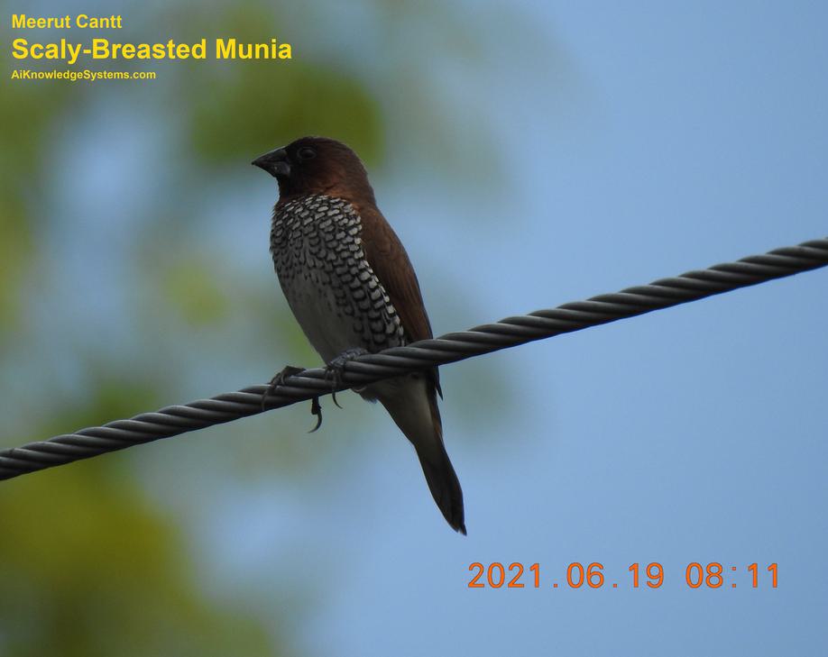 Scaly Breasted Munia (9) Coming Soon